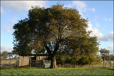 a tree, tyre swing and old stable