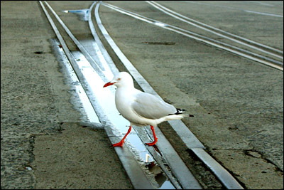 seagull on old tracks