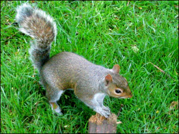 squirrel in hyde park