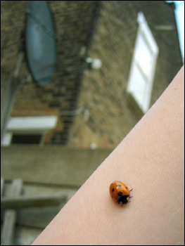 bug on arm