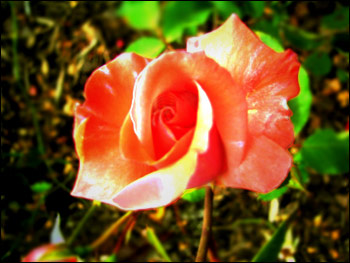 Rose in Coronation Park