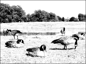 Geese at Wanstead Flats
