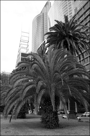 palm trees and buildings