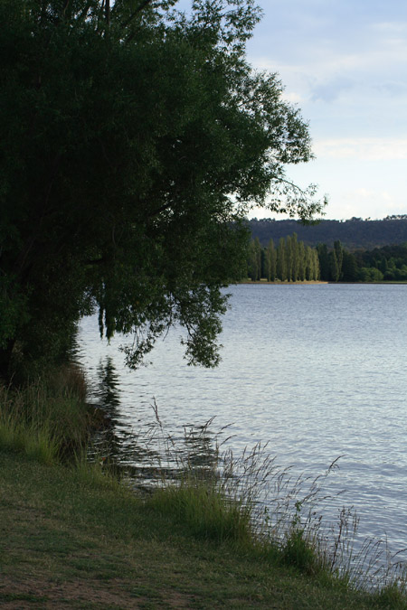 lake and tree