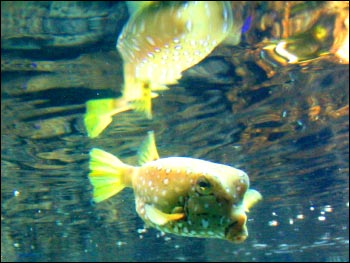 london aquarium #2