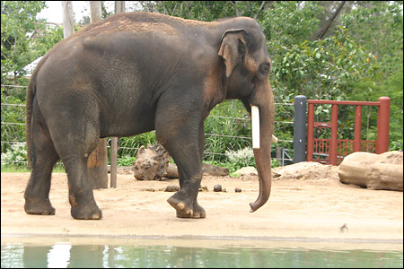 elephant at melbourne zoo