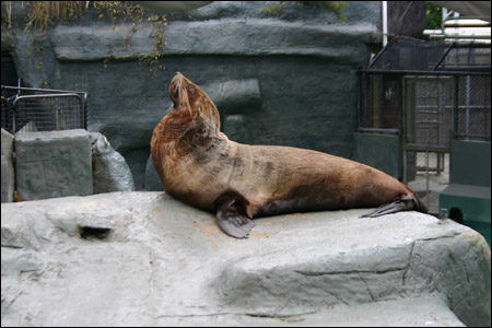 seal at melbourne zoo