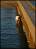 boy at the pier